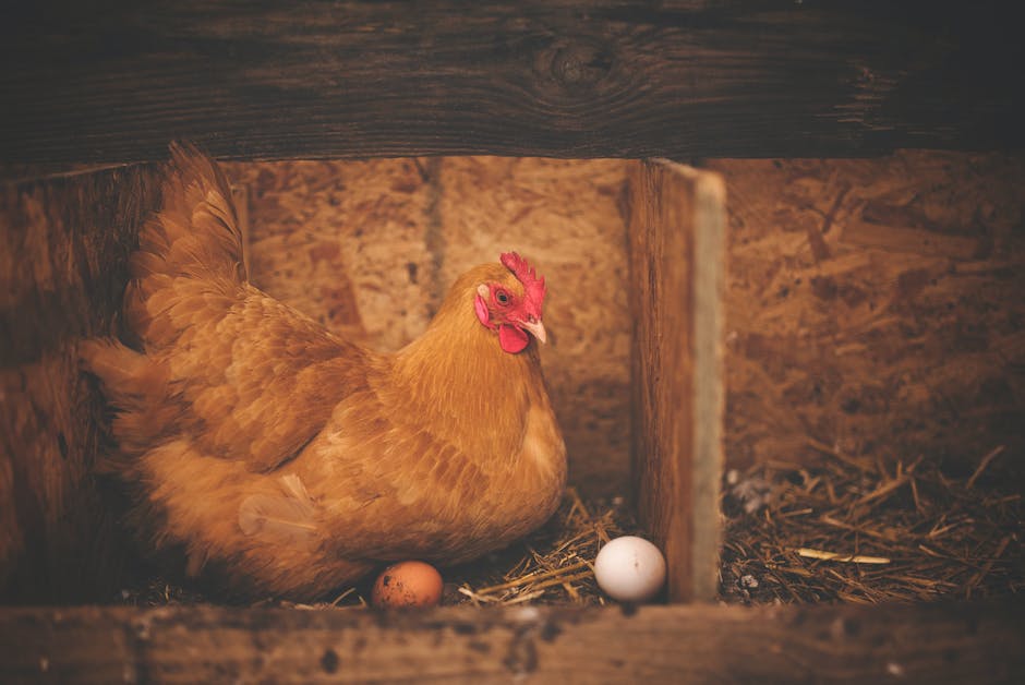 Warum das Hähnchen vor dem Braten waschen