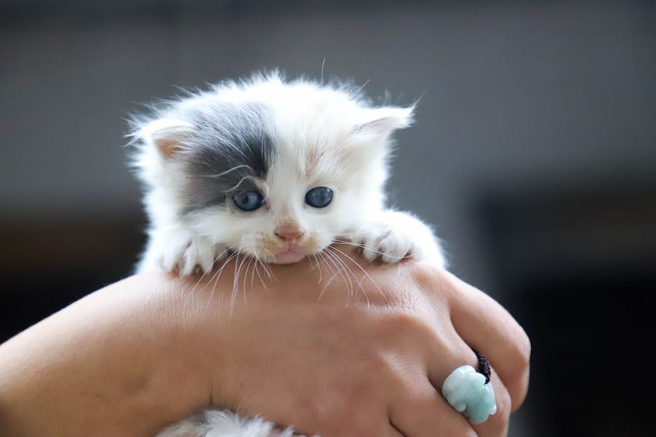 Katze markiert Wäsche, Warum macht meine Katze das?