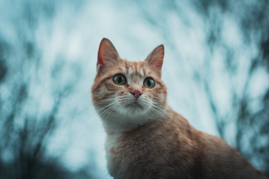 Katze Pinkeln Verhaltensweise auf Wäsche