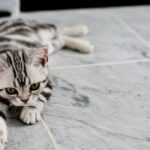 Katze pinkelt in Wäsche - Ursachen und Tipps zur Verhinderung