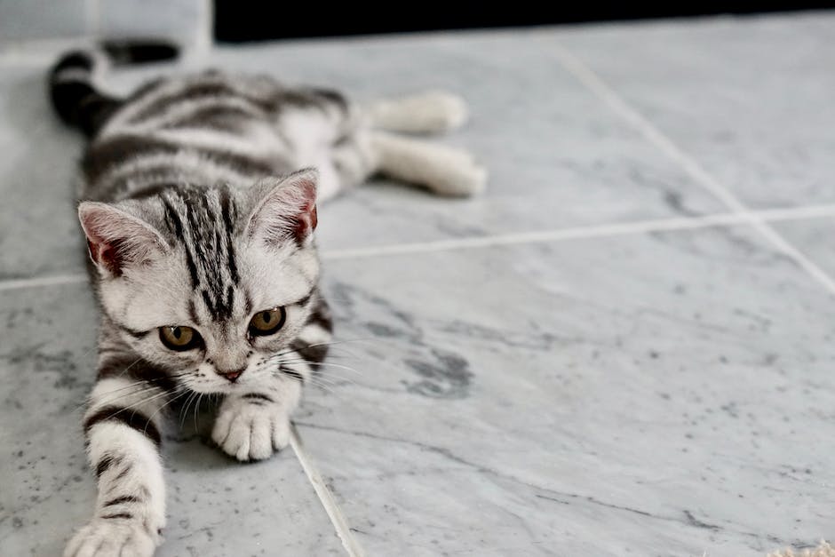 Katze pinkelt in Wäsche - Ursachen und Tipps zur Verhinderung