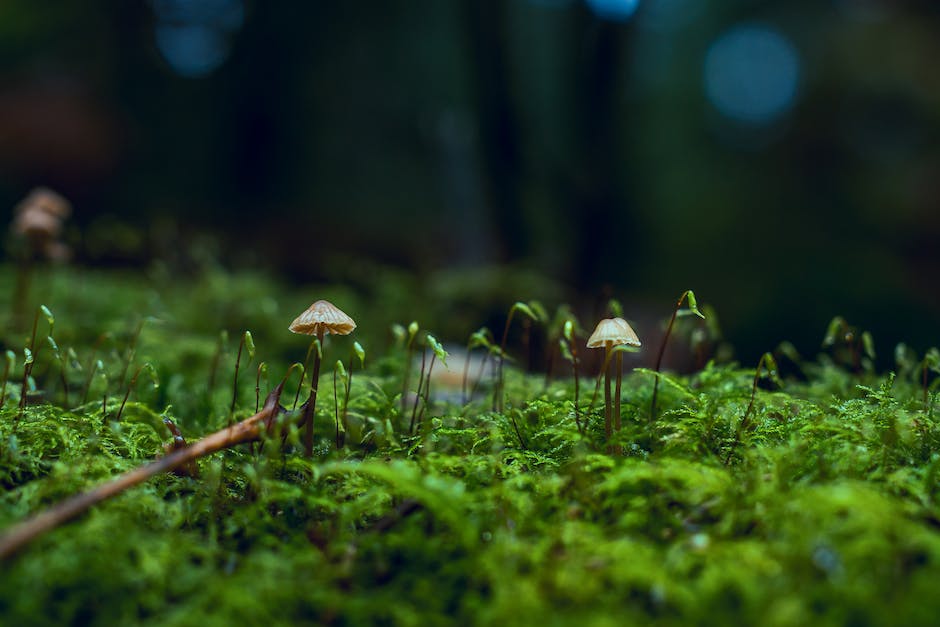  Warum man Champignons nicht waschen sollte