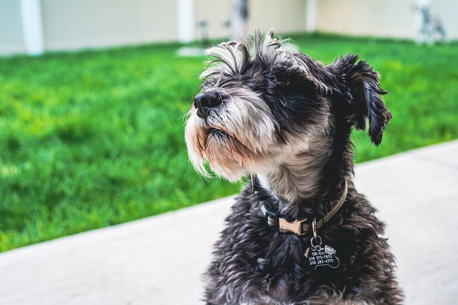 Häufigkeit des Hundewaschens