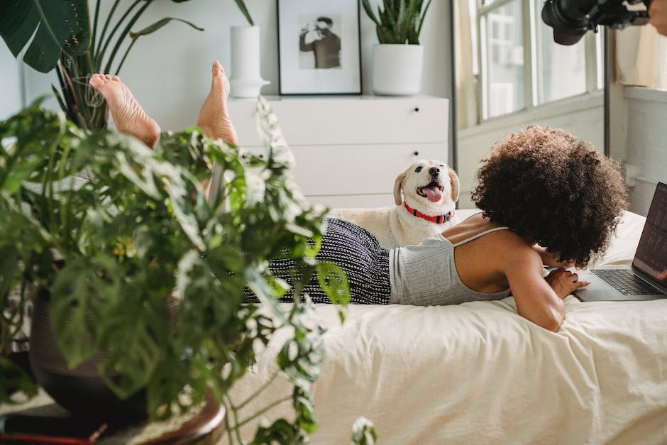 Häufigkeit des Waschens eines Hundebetts