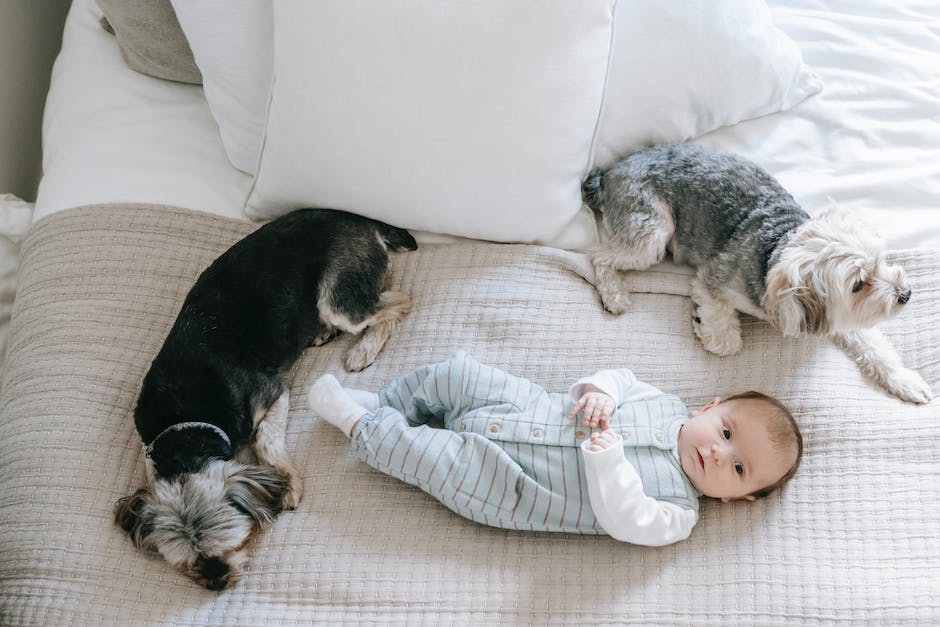 Häufigkeit des Waschens eines Hundebetts