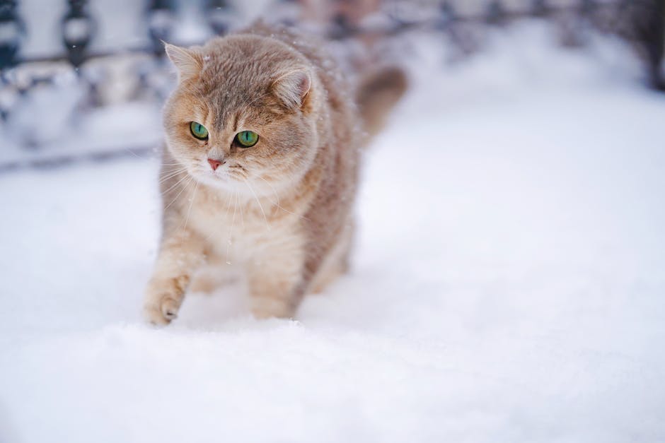  Häufigkeit des Katzenwaschens