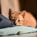 Katzenwäsche - Häufigkeit und Anleitung