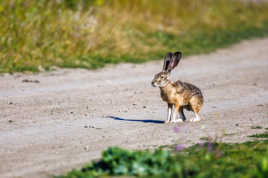  Dauerwelle: Wie lange Haare nicht waschen