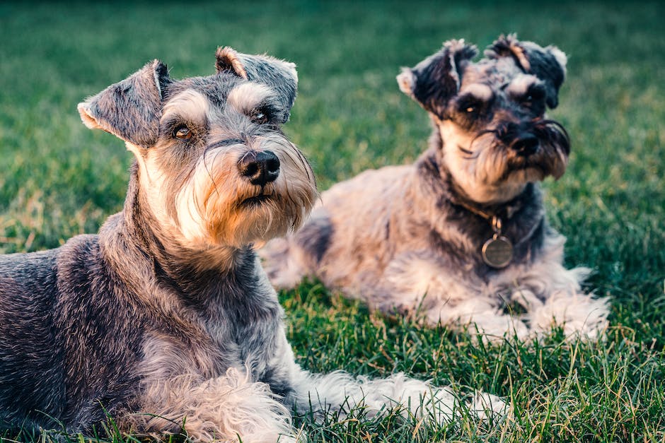  Häufigkeit des Hundewaschens