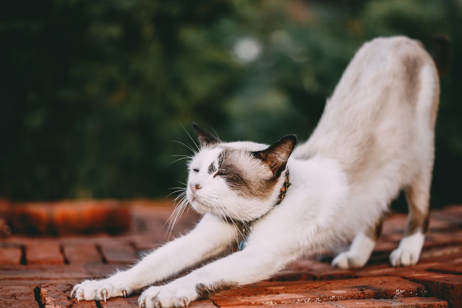 Katze waschen Regelmäßigkeit