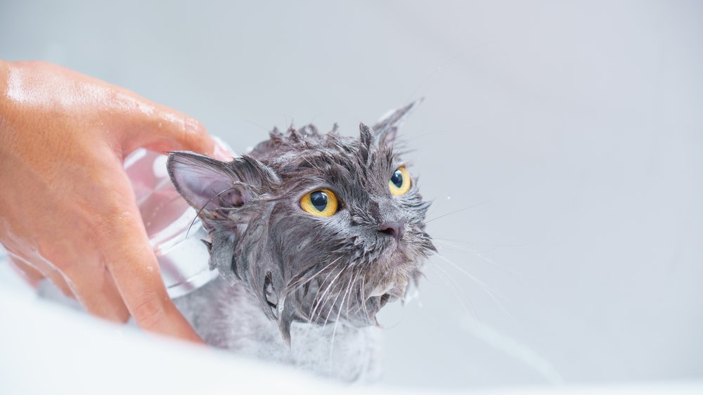 katzen waschen hausmittel